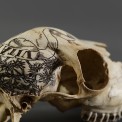 Vita brevis. Scrimshaw sur crane de biche. 2014.
