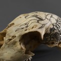 Vita brevis. Scrimshaw sur crane de biche. 2014.