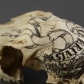 Vita brevis. Scrimshaw sur crane de biche. 2014.