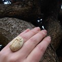Gravure sur os de boeuf montée sur bague (3cm x 2,5cm). 2016.