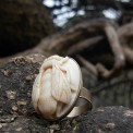 Gravure sur os de boeuf montée sur bague (3cm x 2,5cm). 2016.